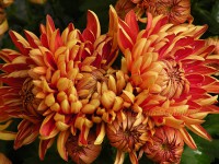 /album/fiori-autunnali/crisantemo-9-novembre-jpg/